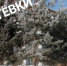 4c721e26-3f40-4dd3-8075-f0eb0109c9b6.jpg - Серп и Молот