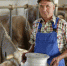 farmer-cows-milk-churn-rgb-for-web.jpg - Серп и Молот