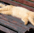Кот, который гуляет сам по себе - Nedelka-Klin.Ru