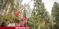 Более 600 елочных игрушек от детей из Клина украсили елку в Талицком лесу - Regions.Ru