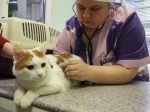 В Клину для питомцев проведут бесплатную вакцинацию
