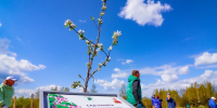 Клинчане посадили 80 яблонь в честь Победы - Regions.Ru