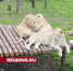 Клинский парк-приют для хищников переехал в Караваево - Regions.Ru