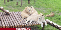 Клинский парк-приют для хищников переехал в Караваево - Regions.Ru
