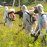 Борщевик на площади более 3 тыс. гектаров истребят в Клину до конца сентября - Regions.Ru