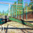 Пернатые питомцы клинского приюта готовятся к зимнему сезону - Regions.Ru