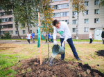 Новую аллею рябин и лип высадили вместо старой теплотрассы в Клину