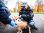 Бесплатные прививки и чипирование проводят в ветклинике Клина